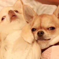 一緒に寝られて嬉しそうな２匹の犬→次の瞬間…嘘のような『態度の激変っぷり』が13万再生「急に暑くなったのかな」「シュール過ぎてｗ」と爆笑