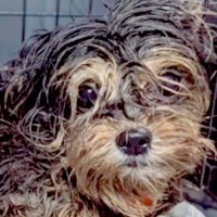 犬の多頭飼育崩壊でレスキュー→1匹が赤ちゃんを産んで…まさかの『家族としてお迎えする軌跡』に「胸が締め付けられる」「幸せに」の声