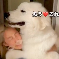 『1回だけ…お願い』深夜、突然たたき起こされたと思ったら超大型犬が…寝起きには辛すぎる『まさかの要求』に「重いｗ」「ふたりとも可愛い」