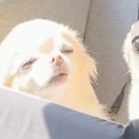 車に乗る2匹の小型犬→ドライブ中、ふと振り返ると…まるで天使？『尊すぎる光景』が143万再生「消えそうなくらいポワポワしてる…」と悶絶