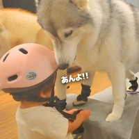 1歳の女の子と大型犬たちが『防災訓練に取り組んだ』結果…あまりにも可愛い『渋々付き合う光景』が6万再生「幸せな家族」「ほんと健気」と絶賛の声