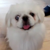 『目が飛び出ているから、売り物にならない』と手放された犬→手術を決意し…涙腺崩壊する『愛にあふれた現在の光景』に「良い犬生を」の声