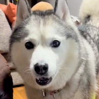 食後のオヤツが欲しくて抗議しまくる大型犬…次の瞬間→文句中に見せた『コントのような行動』が47万再生「人間？ｗｗ」「横目で見て可愛い」
