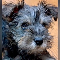 『黒くてフワフワな赤ちゃん犬を飼った』と思ったら…完全に想定外な『まさかの毛色の変化』に「たまらない」「うちも同じ」と絶賛