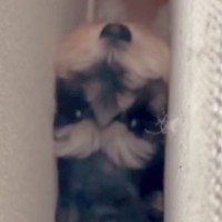 犬が家の中で行方不明に…探し回った結果→まさかの『マヌケすぎる結末』が27万再生「申し訳ないけど笑ったｗ」「フィットしてて草」と爆笑