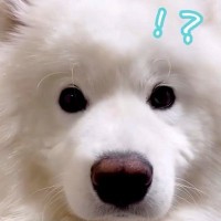 パパという単語がわかる大型犬に『パパ帰って来るよ』と伝えた結果…大好きが溢れ出した『おかえりなさい』が64万再生「一日の疲れ吹っ飛ぶ」