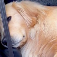 14キロの山登り後、車から降りてこない大型犬→様子を見に行くと…思わず笑ってしまう『まさかの光景』が194万再生「鼻水吹いた」「確信犯」