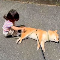 1歳の女の子と犬が散歩をしていたら、突然『拒否犬モード』になってしまい…まさかの光景が77万再生「ツンツン可愛い」「お手上げｗ」と反響