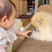 赤ちゃんと犬が一緒に暮らした結果→徐々に仲良くなって…『尊すぎる軌跡』に感動「泣けてくるほど愛おしい」「ニヤけちゃいました」と6万再生