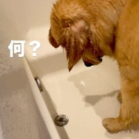 お風呂に入る大型犬→浴槽からナゾの音がして…爆笑必至な『コント並みのリアクション』が219万再生「声出して笑ったｗｗ」「可愛すぎる」