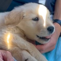 夫婦が念願の『大型犬赤ちゃん』をお迎え→思っていた生活とは違っていて…困難を乗り越えた『現在の光景』が19万再生「幸せそうで感動」