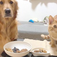犬と猫に『納豆』食べさせてみた→口に合わないかなと思ったら…正反対すぎる反応が14万再生「気持ち良い食べっぷり」「猫の分も吸い込んで草」