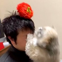 お父さんがふざけて『犬の新しいおもちゃを頭の上に乗せた』結果…無慈悲すぎる『まさかの災難』に反響「大笑いしたｗ」「顔面アタックｗ」