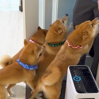 離れ離れになった兄→1ヵ月ぶりに帰省したら、4匹の犬が…愛情が爆発してしまった『熱烈歓迎』が泣けると15万再生「嬉しさ伝わる」「愛に涙」