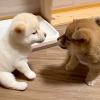 生後35日目の赤ちゃん犬たち→目が合った瞬間…ずっと見ていたい『元気いっぱいすぎる行動』が13万再生「尊い…」「教育が素晴らしい」と反響