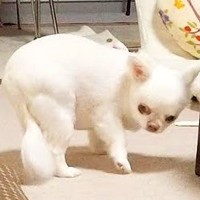 オナラをしてしまった犬→ニオイが強烈すぎた結果…想像を超えるリアクションが15万再生「ロボットのせいにしてて草」「逃げるの面白すぎｗ」