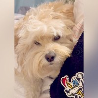 いつもパパに塩対応な犬→丸一日過ごした結果…仲良くなったかと思ったら『まさかの結末』に爆笑「真顔すぎて草」「ショック」と126万再生