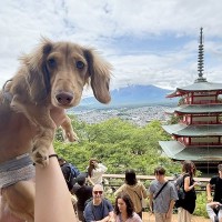 観光中に犬と記念撮影→何枚か見返してみると…『かわいい共通点と表情』に3万7000いいね集まる「不思議そうｗ」「キョトン顔たまらん」の声