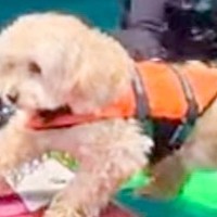 犬がボードを乗り継ごうとした結果→まさかのピンチに…必死に頑張る光景が可愛すぎると9万いいね集まる「一生懸命で偉い」「とても良い」の声