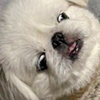 『ギリギリイヌ判定選手権』に参加した犬→寝ている姿が…想定外だった『まさかの光景』に1万2000いいね「ギリギリ人間で草」「可愛すぎｗ」