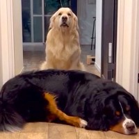 廊下で眠る大型犬→同居犬が『通れない』と文句を言い始めて…想定外な『まさかの結末』が47万再生「どっちも最高に可愛い」と絶賛の声も