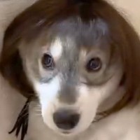 カツラを被る赤ちゃん犬→8ヶ月後にもう一度被せてみたら…爆笑の『ビフォーアフター』に反響「M字バングできてるｗ」「似合ってて草」