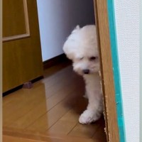部屋で泣いていたら近くにきた犬→『心配してくれている』と思ったら…想像と違いすぎる『まさかの表情』が75万再生「親父の顔で草」「横目ｗ」