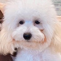 誰も足を止めずに『６ヶ月間も売れ残ったボサボサの犬』を飼った結果…もはや別犬な『衝撃的な変化』に反響「運命」「ずっと健康で幸せでいて」