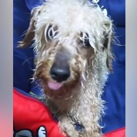 『明日、引き取れる人いませんか？』飼育放棄された"1.8キロのガリガリ犬"…信じられない物語と『飼い主の決意』に「涙出る」「幸せになって」