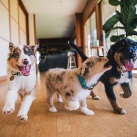 犬が家の中で『大騒ぎする』4つの理由　考えられる原因から落ち着かせるための対処法まで