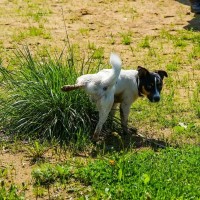 犬が『おしっこをした後』にしがちな５つの行動　愛犬の仕草の理由から注意すべきポイントまで