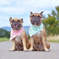 犬のオスメスで異なる『性格の違い』とは？性別ごとで変えるべき対応の仕方まで解説