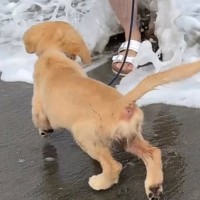 大型犬姉妹が2年ぶりに海へ行った結果→2年前と現在の光景に絶賛「個性あって面白いｗ」「めっちゃ可愛い」と8万再生の反響