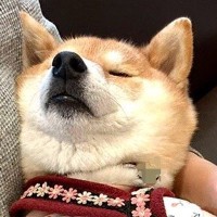 動物病院に行く度に驚かれる犬→待合室でみせる『まさかの光景』が21万表示「リラックスし過ぎてて笑った」「大物ですね」驚きと絶賛の声