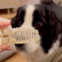 『ヘアクリップをパカパカしてみたら、犬が…』得体のしれないものにビビりまくってしまう光景が19万再生「吹いた」「口角がおもろすぎる」