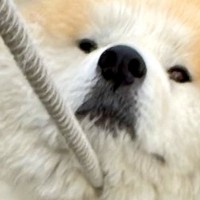 散歩中に動かなくなった秋田犬→根比べで繰り広げられた『攻防戦』に4万いいね集まる「強敵で笑った」「力比べは勝ち目がないかもｗ」と爆笑