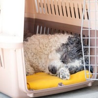 犬と生活する上で欠かせない『配慮』とは？愛犬の個性に合わせた接し方から注意すべきことまで