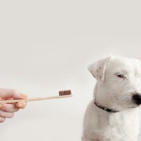 犬が『歯磨きを拒否』する4つの原因　慣れてもらうための秘訣やケアの必要性を解説