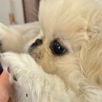 ゲームをしていたら赤ちゃん犬が…まさかの『協力プレイ』をする光景に4万いいね集まる「LボタンRボタン担当ｗ」「支えてくれてるの可愛すぎ」