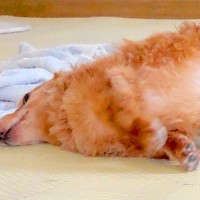 病院検査のため、おなかの毛を剃った犬→『ギリギリ犬…？』ワンコとは思えない光景に6万7000いいね「キャベツ添えたい」「美味しそうｗ」