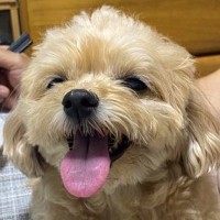 おじいちゃんが『いる時』と『いない時』の犬を比較→想定以上に『別犬のようになる光景』が166万表示「不在時は充電中」「いる時可愛すぎｗ」