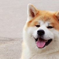 『秋田犬』が世界で人気なのはなぜ？海外でも好まれる理由から魅力的な特徴までご紹介