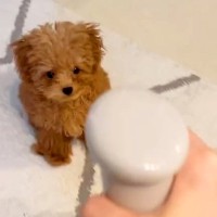 赤ちゃん犬が初めて『スプレーの水』をみた結果…想定外だった『可愛いが大渋滞している反応』に581万再生の反響「天使」「何回でも見れる」