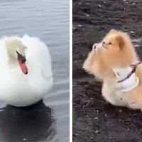 フレンドリーな犬が『白鳥』と出会った結果→想定外だった『まさかの行動』が323万表示「ポケモンバトル始まってて草」「可愛すぎるｗｗ」