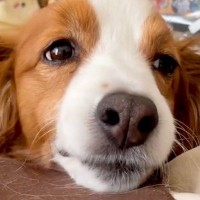 家に帰ったら、寝ていた犬が目を覚まして…嬉しさのあまり見せた『愛おしすぎる表情』に「私も同じ顔になった」「かわいいがすぎる…」と絶賛の声