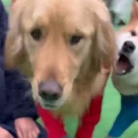 『ドッグランで出会った男の子』と犬が仲良くしていたら、大型犬が間に入ってきて…想定外の展開で『文句を言う光景』に「可愛い」「フゴッｗ」
