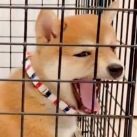 ケージから出してほしくて鳴いている赤ちゃん犬→ふいにあくびが出てしまい…胸キュン必至な『まさかの結末』が423万再生「いやかわいすぎ」