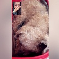 『最後になるかもしれないから…』遠くにいる娘が寝たきりの犬とビデオ通話をしたら…涙が止まらない光景と『まさかの展開』が100万再生