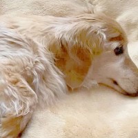 容態が急変し、医者に『今死んでもおかしくない』と言われた18歳の老犬…信じられない『まさかの展開』に涙「本当に良かった」と5万再生