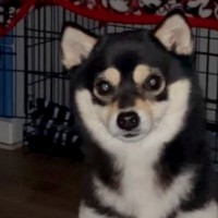 深夜1時、不審な物音で目を覚ますと犬が…想定以上に『ホラーな光景』が167万再生「見ましたね？って迫ってくるの好き」「ステップｗ」